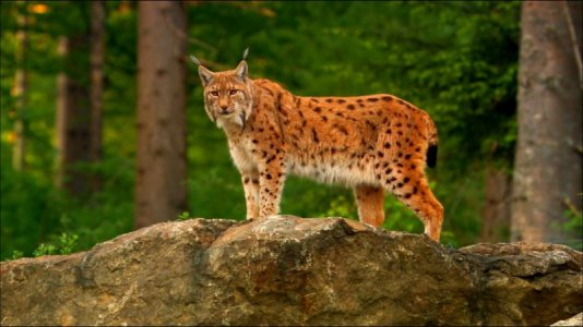 lynx2.jpg