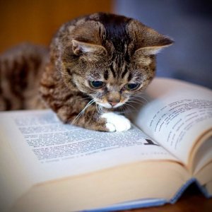 cat reads.jpg cat reads.jpg