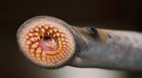sea-lamprey.jpg