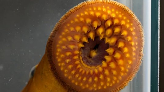 sea-lamprey2.jpg