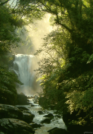 813001014beautiful-forest-waterfall-rocks-nature-animated-gif.gif