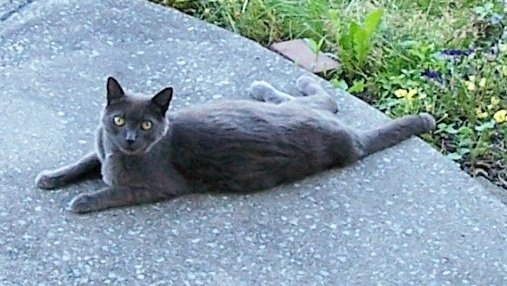 cat3a.jpg cat3a.jpg