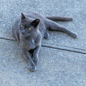 cat3b.jpg cat3b.jpg