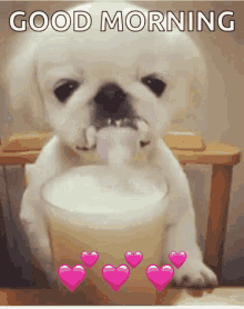 dog-drinking.gif