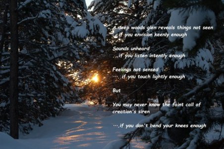 deep woods glen.jpg