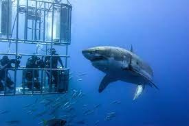 Increased Shark Encounters Uncage The Real Problem