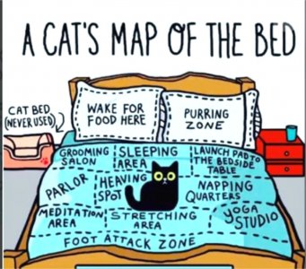 CatBedMap.jpg
