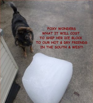 FOXY ICE UPLOAD.jpg