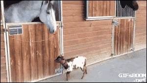 tumblr_nlgmk4ydpY1tpri36o1_400.gif