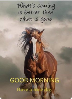 good moring horse.jpg