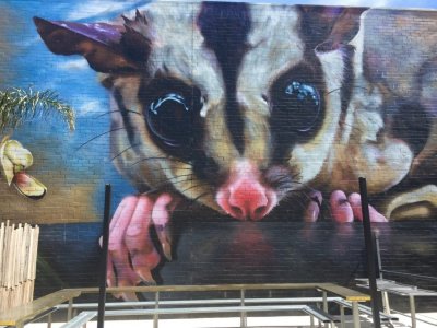 squirrel-glider-1100x825.jpg