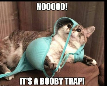 cat boobytrap.jpg