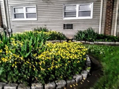 Yellow Flowers.jpg