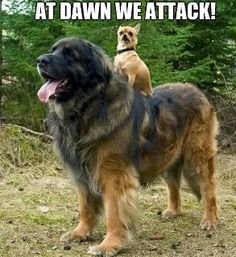 268cb615fbab03771588679adf6af386--little-dogs-big-little.jpg