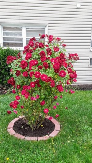 Rose Bush.jpg