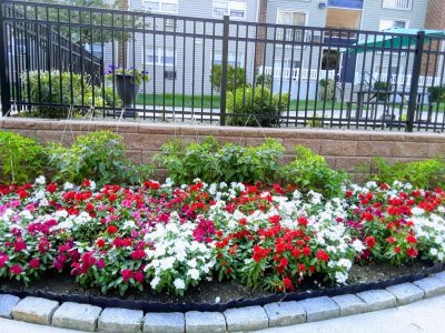 Red & White Flowers 2.jpg