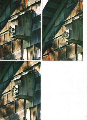sparrows 4 001.jpg