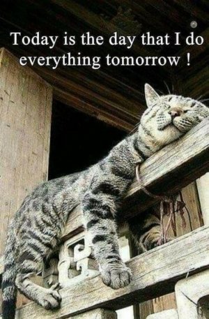 cattitude062122.jpg