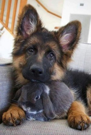animalfriends062322.jpg