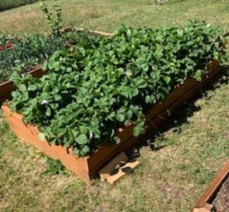 strawberries.jpg