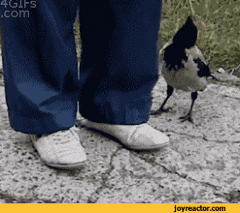 cheeky bird..gif