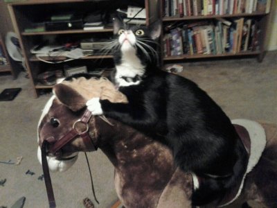animaux-situations-droles-13.jpg