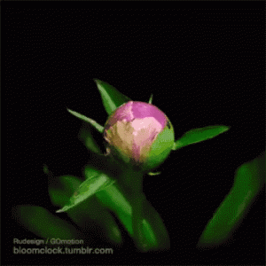94570ba4963d42594e7c157bd653c643.gif