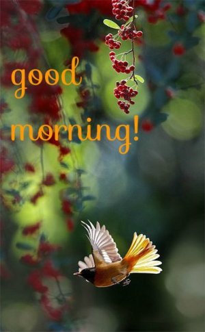 164704-Nature-Good-Morning.jpg