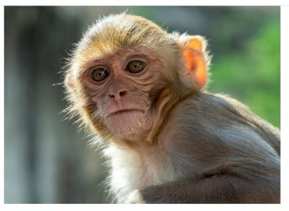 monkey face 1.jpg