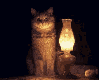 cat-fall.gif