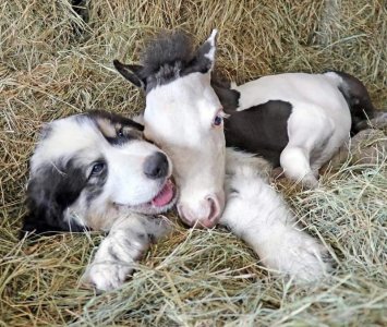 animalfriends070122.jpg