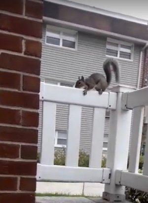 Squirrel Straddling Railing.jpg