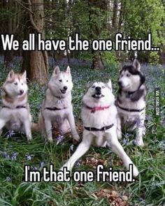 cd43569de56927ae5fa57eae087b43d2--funny-animal-pictures-animal-pics.jpg