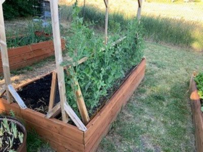 sugar peas.jpg