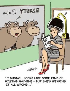 085fcc1961c17b495c6a34034a5d20f1--funny-cows-funny-humor.jpg