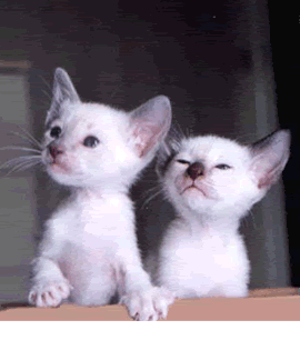 cats20fart.gif