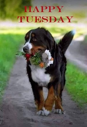 Happy Tuesday.jpg