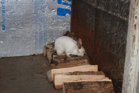 bunnylove4.jpg