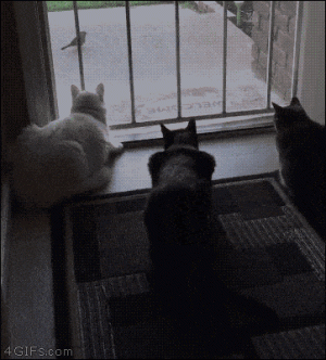 tumblr_odm91o7glw1vpx940o1_400.gif