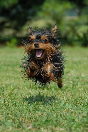 Go go go! ⋆ It's a Yorkie Life.jpeg