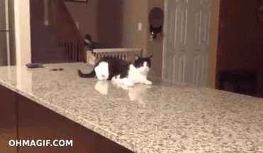 99DA5261-CCF8-4F3E-BF06-C61064961628.gif