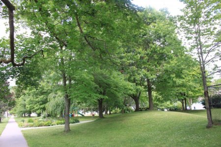 trees0.JPG