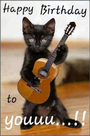101 Funny Cat Birthday Memes - _Happy birthday to youuu_..!!_.jpg