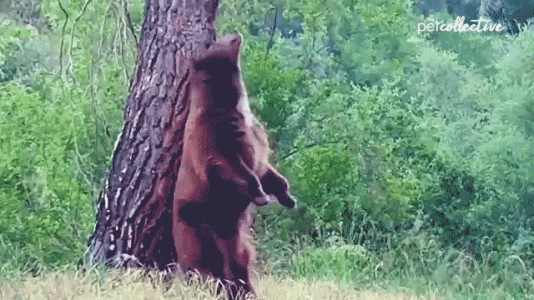 scratch.gif