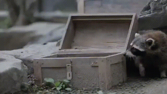 coon.gif