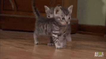 821FD440-FE23-4DDF-8300-58C0E96E56F7.gif