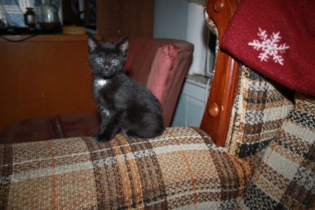 blackie1.jpg