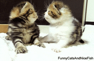 B82D52D1-8580-416D-883D-23D2E22A8962.gif