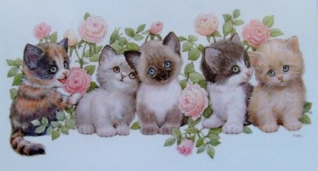 5 kittens.jpg