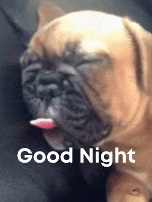 good-night-gif-funny-dog-1.gif
